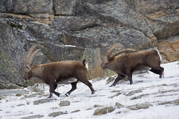 Dominant Alpine ibex (Capra ibex) male with big horns chasing rival away in rock face in winter, Gran Paradiso National Park, Italian Alps, Italy, Europe