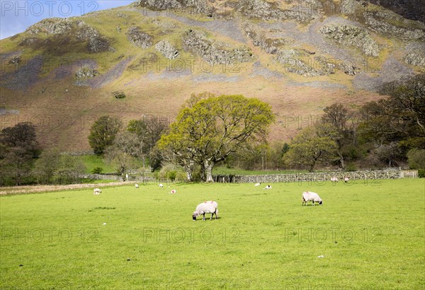 Hallin Fell, Howtown, Ullswater, Lake District national park, Cumbria, England, UK