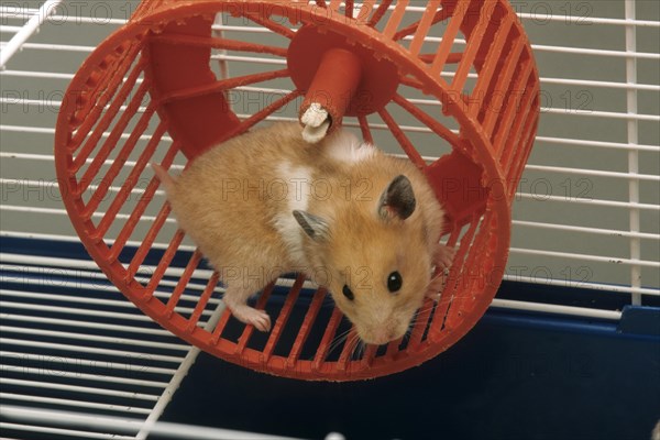 Golden hamster (Mesocricetus auratus) running in treadwheel, hamster wheel