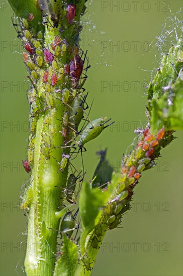 Aphids, plant lice (Aphidoidea)