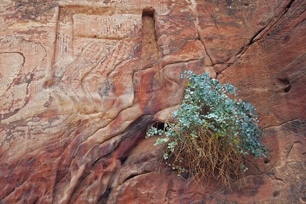 Silver-blue caper bush (Capparis cartilaginea) and carvings in sandstone rock face in the ancient city of Petra in southern Jordan