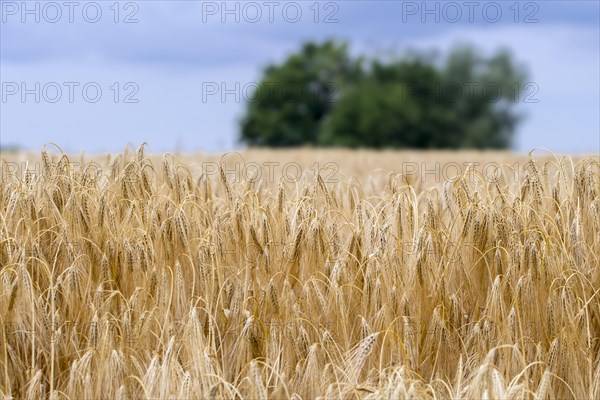 Ripe winter barley field (Hordeum vulgare) in early summer, cereals used as animal fodder and as fermentable material for beer and whisky