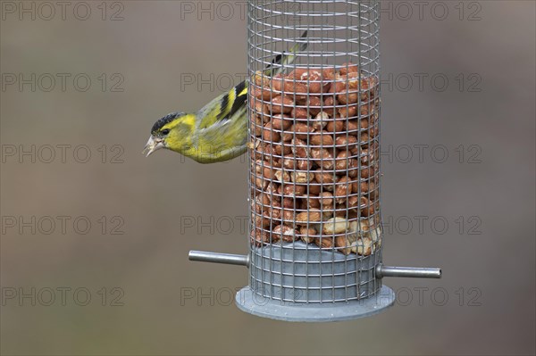 Eurasian siskin, European siskin, common siskin (Spinus spinus) male in breeding plumage eating peanuts from garden bird feeder