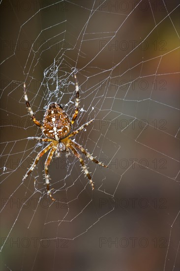 European garden spider, diadem spider, orangie, cross spider, crowned orb weaver (Araneus diadematus) female in orb web in autumn, fall