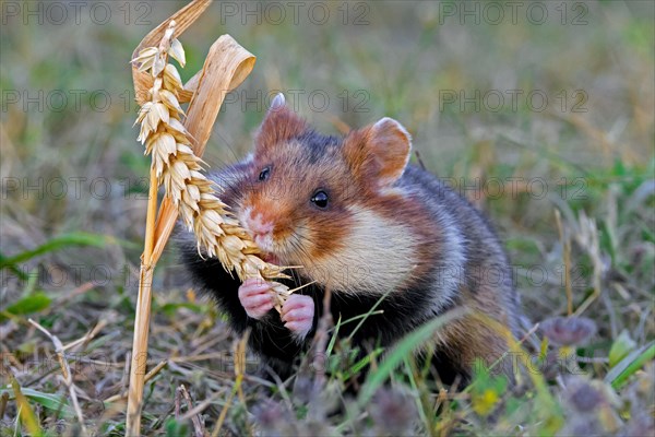 European hamster, Eurasian hamster, black-bellied hamster, common hamster (Cricetus cricetus) eating grains from wheat spike, wheat ear in field