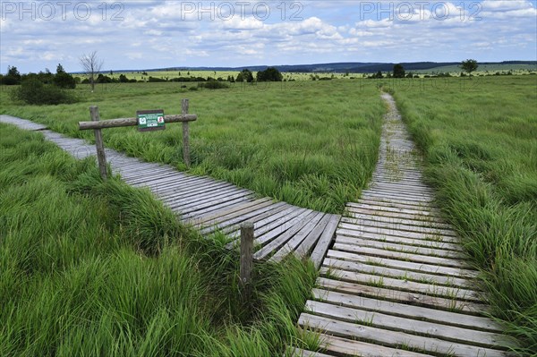 Wooden boardwalk in the moorland of the fragile ecosystem High Fens, Hautes Fagnes, Belgian Ardennes, Belgium, Europe