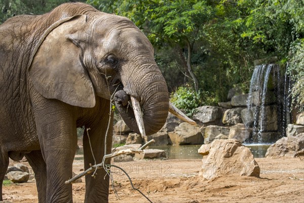 African elephant (Loxodonta) eating twigs with trunk in the Zoo de la Fleche, zoological park in Pays de la Loire, France, Europe