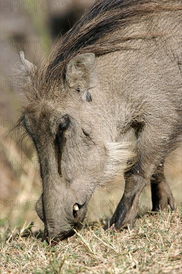 Close up of common warthog (Phacochoerus aethiopicus) foraging in the Mole National Park, Ghana, West Africa, Africa