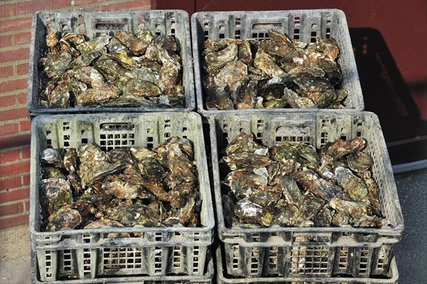Japanese oysters in plastic storage trays harvested at oyster farm in Yerseke along the Oosterschelde, Eastern Scheldt, known for its aquaculture in Zealand, the Netherlands