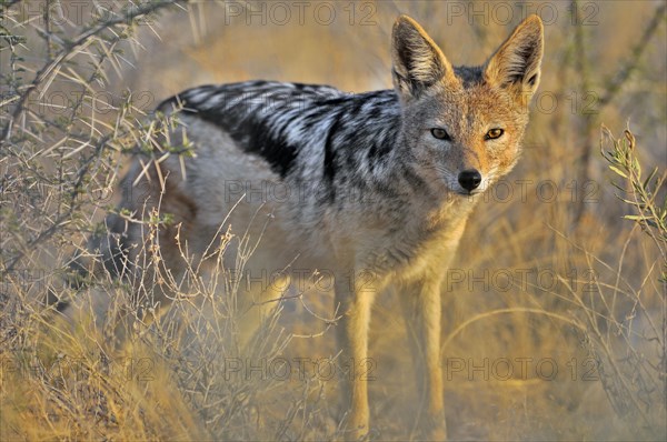 Black-backed jackal (Canis mesomelas) portrait, Etosha National Park, Namibia, Africa