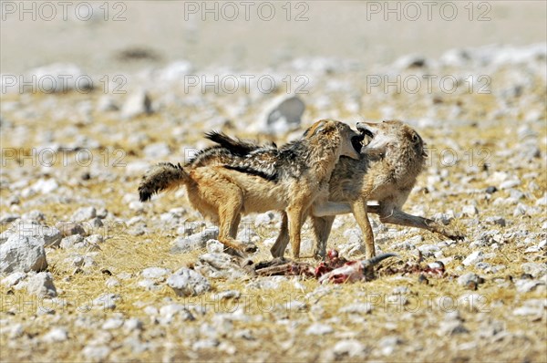 Black-backed jackals (Canis mesomelas) fighting over carcass, Etosha National Park, Namibia, Africa