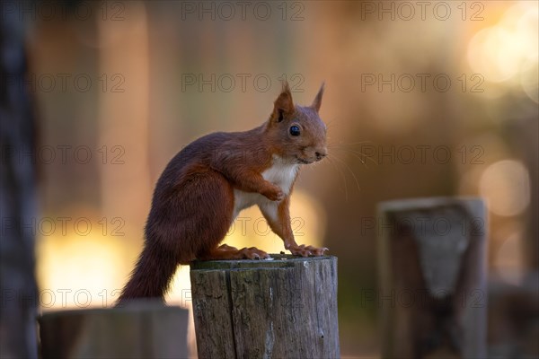 A squirrel holding a piece of food on a wooden stump, Andernos-les-Bains, France, Europe