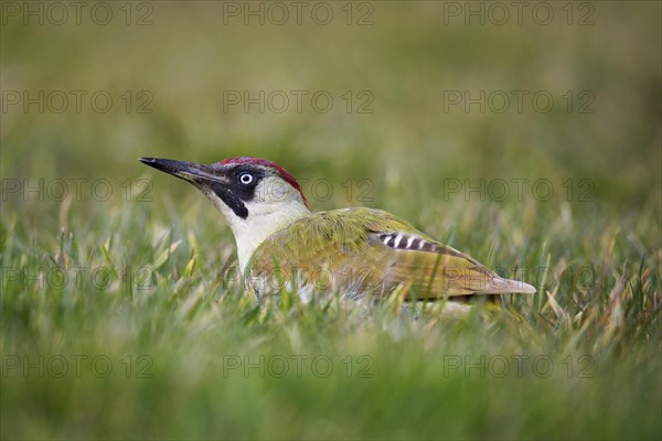 European green woodpecker (Picus viridis) female looking for ants in grassland