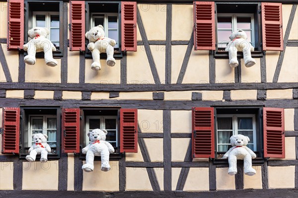 Teddy bears sitting in the window of a half-timbered house, Christmas decoration, Colmar, Alsace, France, Europe