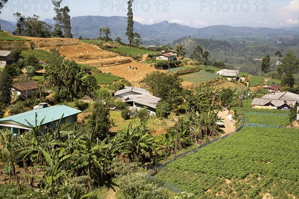 Landscape view of intensively cultivated valley sides, near Nuwara Eliya, Central Province, Sri Lanka, Asia