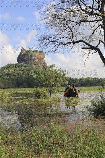 Elephant ride in lake by rock palace, Sigiriya, Central Province, Sri Lanka, Asia