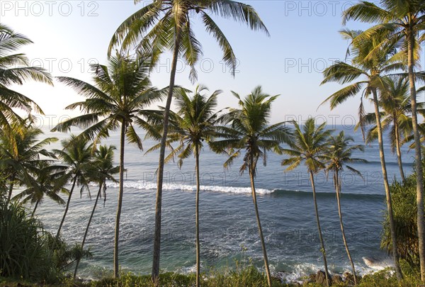 Tropical scenery of palm trees on a hillside by blue ocean, Mirissa, Sri Lanka, Asia