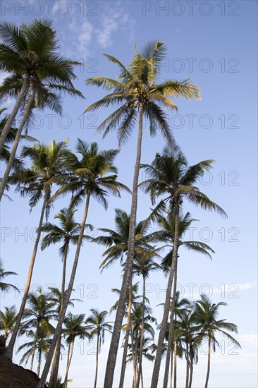 Looking up at palm trees and blue sky, Mirissa, Sri Lanka, Asia