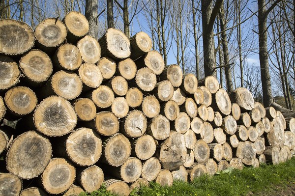 Stacked timber piled up, Sutton, Suffolk, England, UK