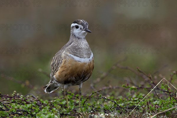 Eurasian Dotterel (Charadrius morinellus) on the tundra, Sweden, Europe