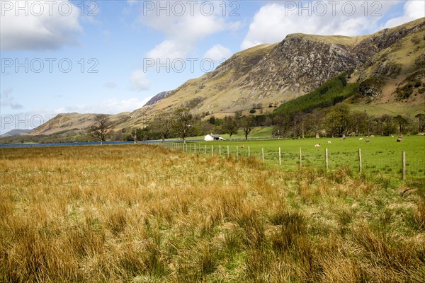 Fields at Lake Buttermere, Gatesgarth, Lake District national park, Cumbria, England, UK