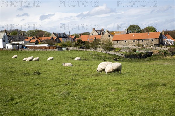Village houses and sheep, Holy Island, Lindisfarne, Northumberland, England, UK