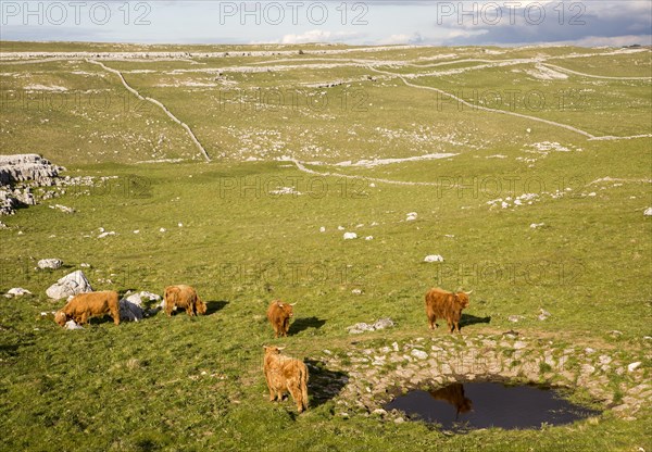 Highland cattle grazing limestone scenery, Malham, Yorkshire Dales national park, England, UK