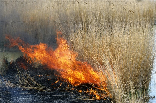 Controlled burning of reeds in reedbed in wetland of nature reserve