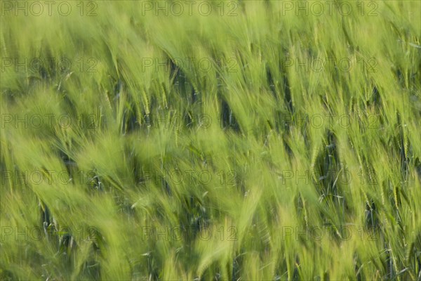Motion blurred barley field (Hordeum vulgare) with unripe spikelets moving in the wind in spring
