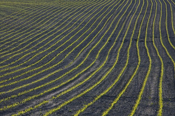 Rows of maize, corn (Zea mays) seedlings growing in field in spring
