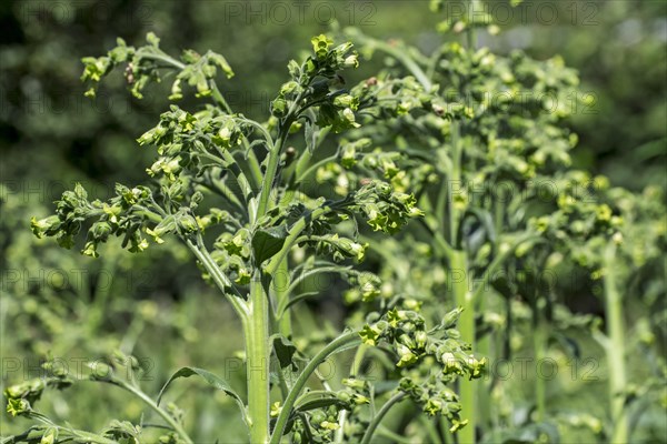 Cultivated tobacco (Nicotiana tabacum) plant in summer