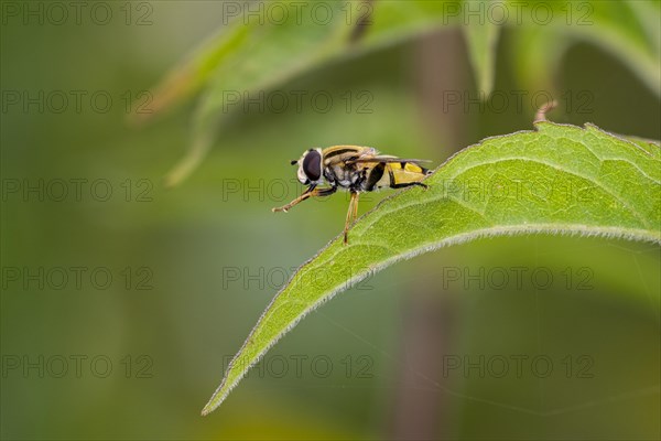 Sun fly, Marsh hoverfly (Helophilus pendulus, Helophilus similis) resting on leaf in summer