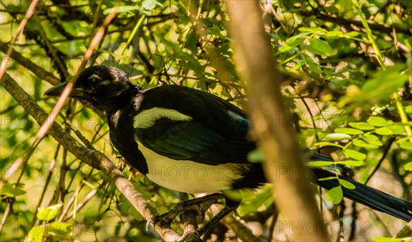 Extreme closeup of a magpie perched on the branch of a small bush on a sunny afternoon