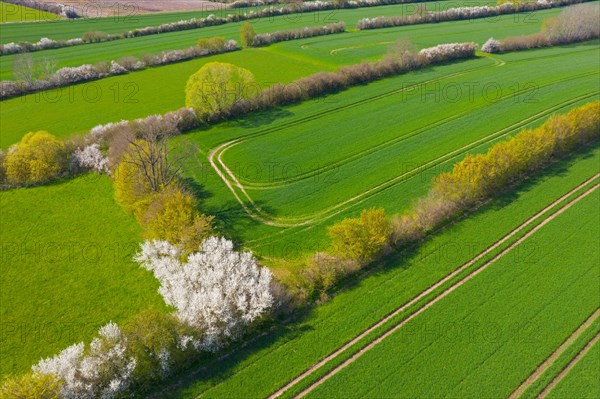 Aerial view over bocage landscape with fields and pastures shielded by blooming hedges and hedgerows in flower in spring, Schleswig-Holstein, Germany, Europe