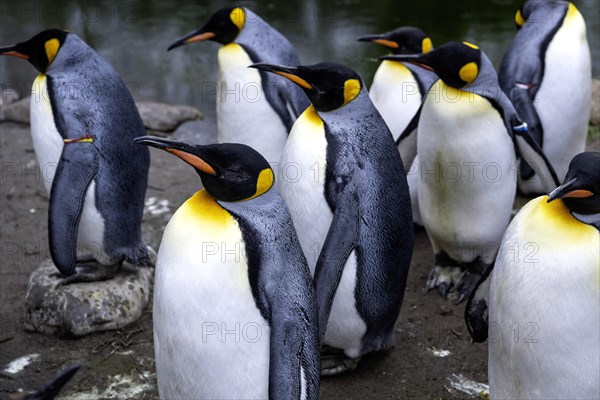 King penguins Aptenodytes patagonicus