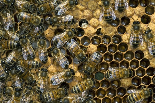 Honey bee workers (Apis mellifera) on comb showing capped and uncapped cells containing honeybee larvae