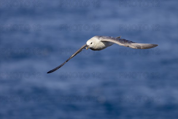 Northern fulmar (Fulmarus glacialis), in flight over the sea, Iceland, Europe