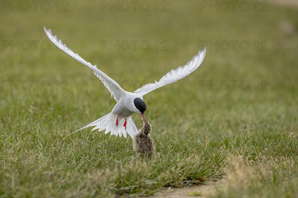 Arctic tern (Sterna paradisaea), feeding the chick in flight, Iceland, Europe