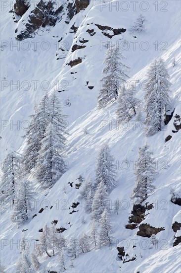 Larch trees in the snow in winter in mountain valley of the Gran Paradiso National Park, Valle d'Aosta, Italy, Europe