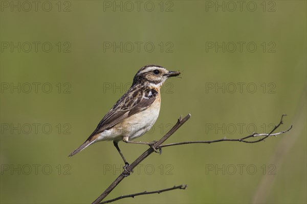 Whinchat (Saxicola rubetra) female with insect prey in beak