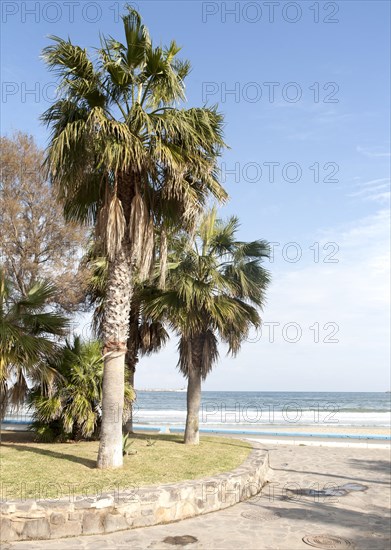 Palm trees sandy beach sea Melilla autonomous city state Spanish territory in north Africa, Spain, Europe