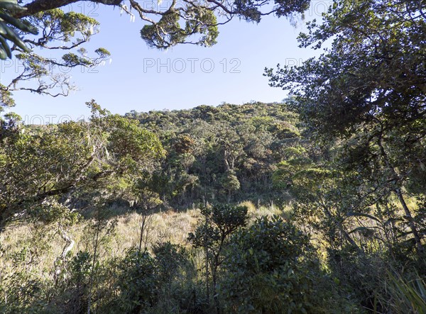 Cloud forest environment Horton Plains national park, Sri Lanka, Asia