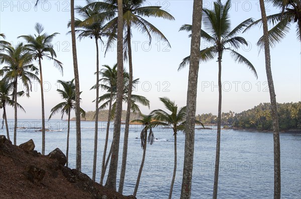 Tropical scenery of palm trees on a hillside by blue ocean, Mirissa, Sri Lanka, Asia