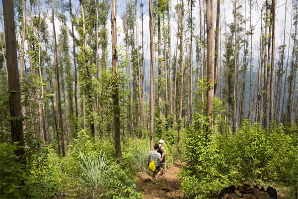 Walkers passing through forest, Ella Rock mountain, Ella, Badulla District, Uva Province, Sri Lanka, Asia