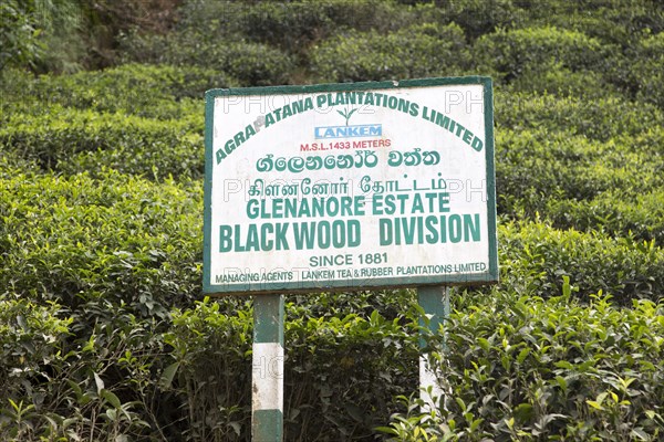Glenanore tea estate sign, Blackwood Division, Haputale, Badulla District, Uva Province, Sri Lanka, Asia