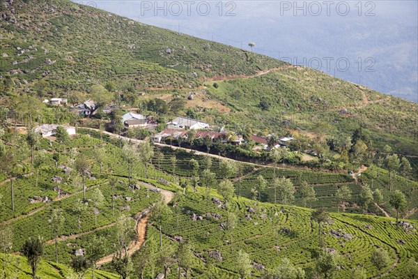 View over tea estate plantation, Haputale, Badulla District, Uva Province, Sri Lanka, Asia