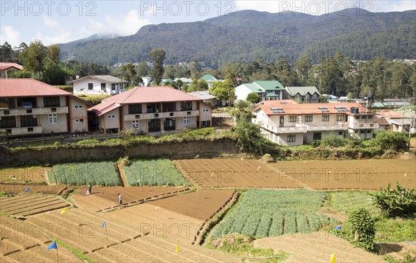 View over the town of Nuwara Eliya, Central Province, Sri Lanka farmland in foreground