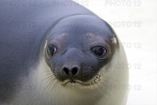 Hooded seal (Cystophora cristata), young female close-up, Germany, Europe