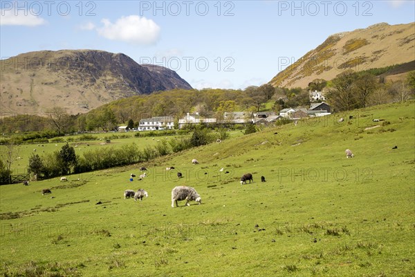 Fields around the village of Buttermere, Lake District national park, Cumbria, England, UK