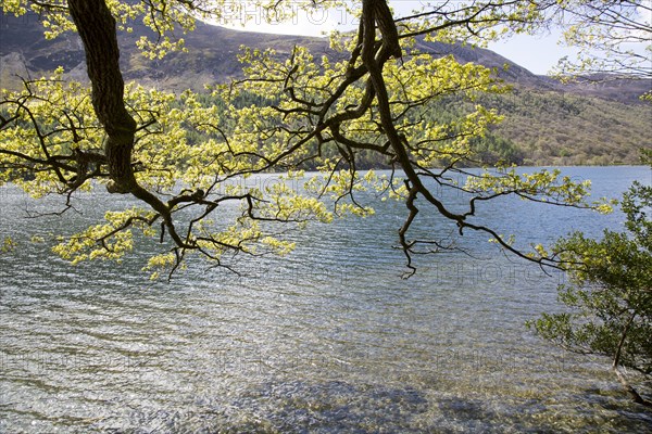 Lakeside woodland, Lake Buttermere, Lake District national park, Cumbria, England, UK